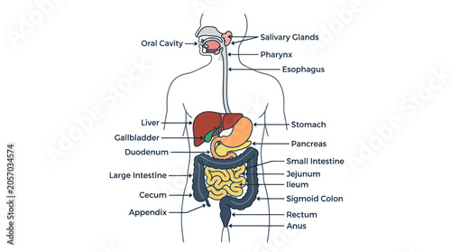 Φωτογραφία Human Digestive System Anatomy Diagram - Organs and Labels