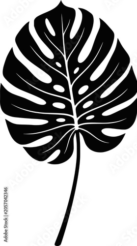 Artistic monstera leaf silhouette on deep black background.