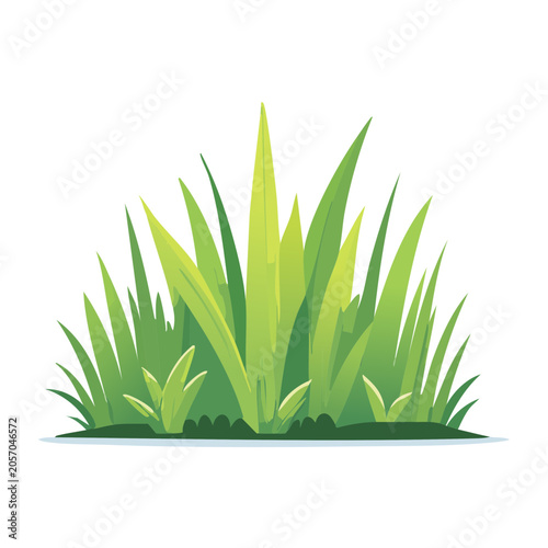 Snake plant top view isolated on transparent background