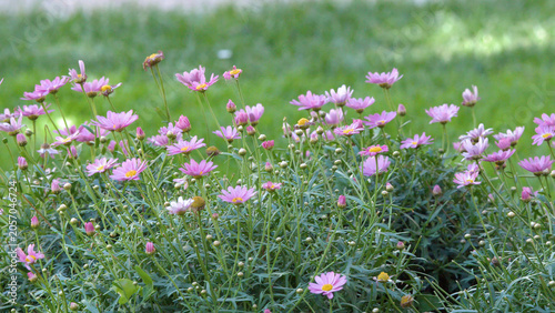 Bild auf Leinwand Pink Daisy Flowers Blooming in a Lush Green Italian Garden