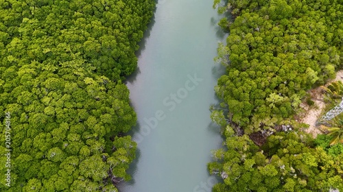 Картината върху платно Aerial View of Lush Green Mangroves Lining a Serene River in Port Douglas