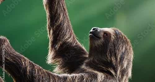 Sloth climbing a tree in a lush green forest, enjoying a peaceful moment in nature