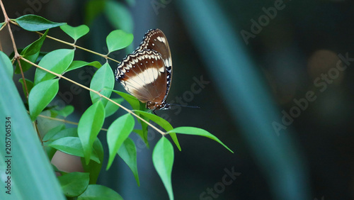 Obraz na plátne Butterfly Resting on Green Leaves at Melbourne Zoo