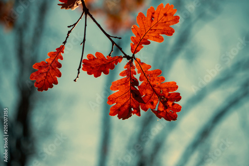 Backlit orange oak leaves hang from a slender branch against a crisp blue sky...