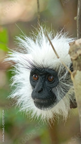 A White Faced Monkey In The Jungle Of The Ubun National Park, Ubun, Indonesia