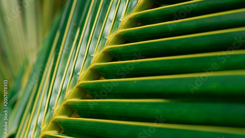 Close Up of a Green Palm Leaf Texture in Nature,Cover page,cover space	