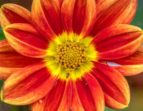 A close-up image of a vibrant flower with orange-red petals and a yellow center