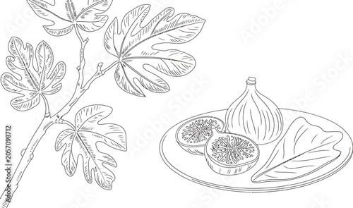 Line Art Illustration of Fresh Figs and Fig Leaves on Branch Vector Illustration on White Background.