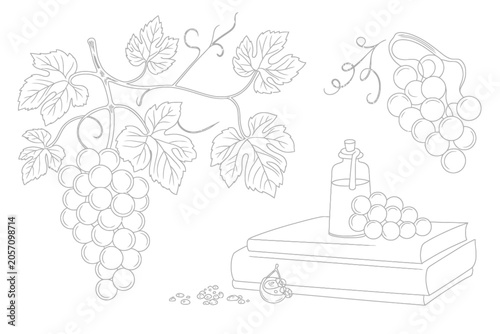 Line Art Illustration of Grapes and Books Elegant Still Life Vector Illustration on White Background.