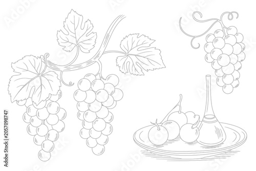 Line Art Illustration of Grapes and Fruit Still Life Arrangement Vector Illustration on White Background.