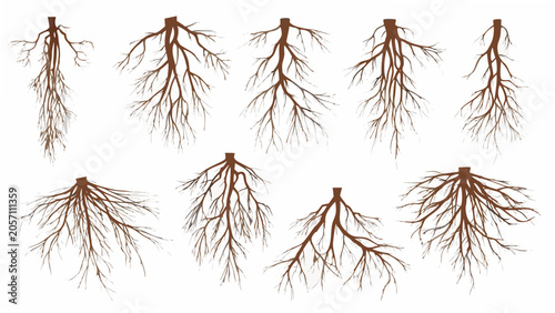 Tableau sur toile Exposed plant roots collection brown vector illustration on a white background