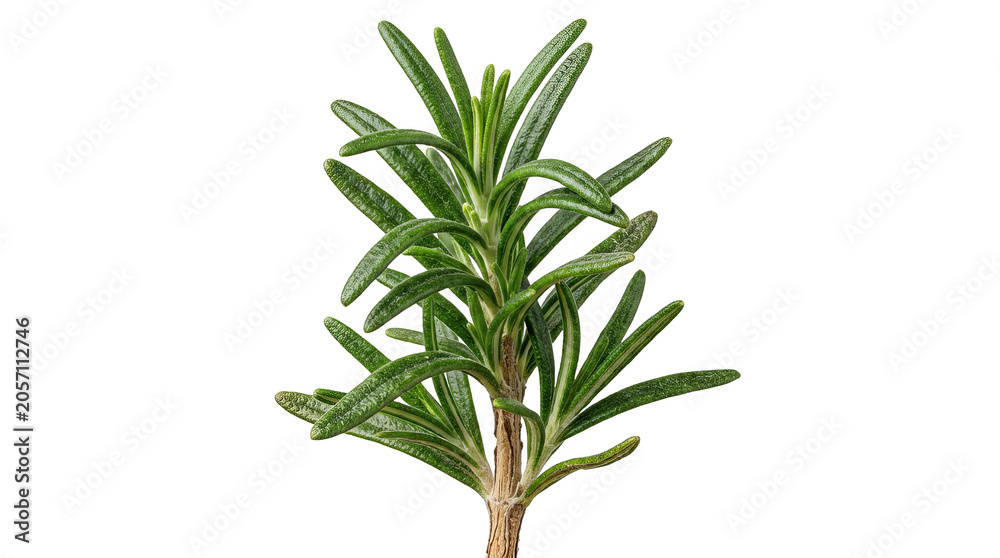 Fototapeta premium Vibrant Green Rosemary Herb Sprig Isolated on Transparent Background