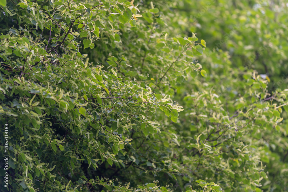 Fototapeta premium Dense green shrub foliage with small serrated leaves in soft natural light