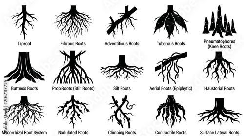 Black and White Line Art Illustrations of Various Plant Root Systems