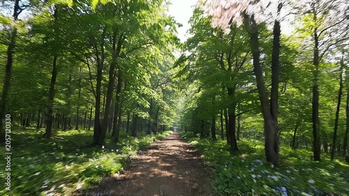 Four seasons timelapse transition spring summer autumn winter concept. Spring forest path with melting snow and fresh green leaves in a peaceful woodland landscape