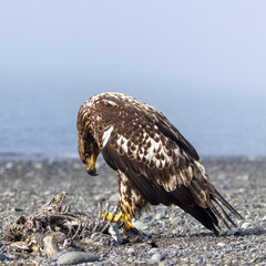 Juvenile Bald Eagle with arching neck Scavenging a Sea Otter Carcass on a Pebble Beach in Homer Spit, Alaska