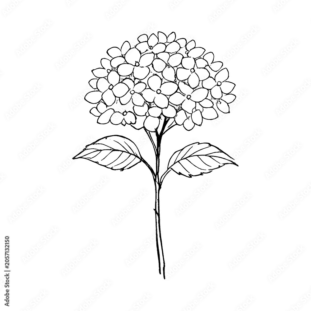 Fototapeta premium PNG Minimalist floral line art