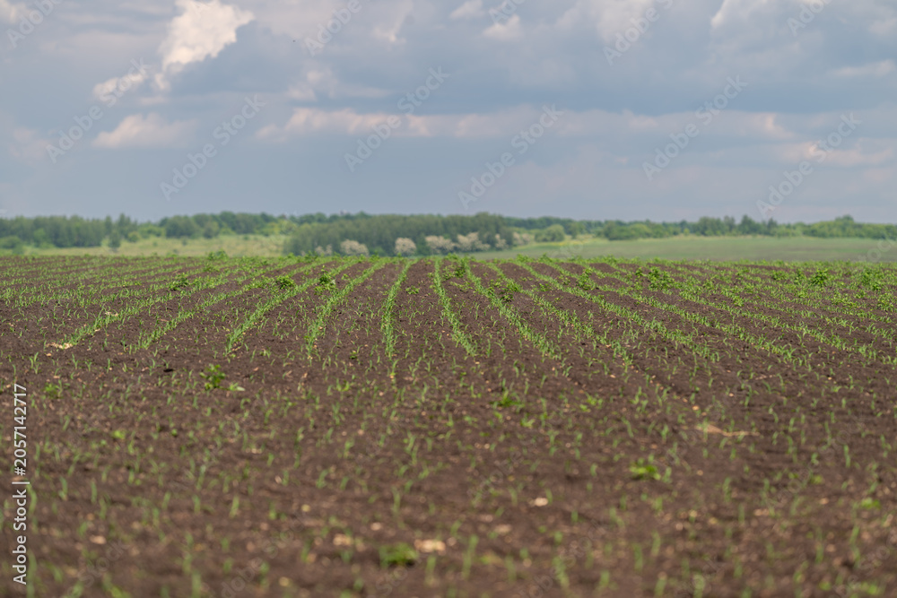Obraz premium Young crop seedlings sprouting across freshly tilled rural field under cloudy sky