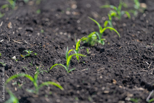 Quadro su tela Young green seedlings emerging from dark cultivated soil