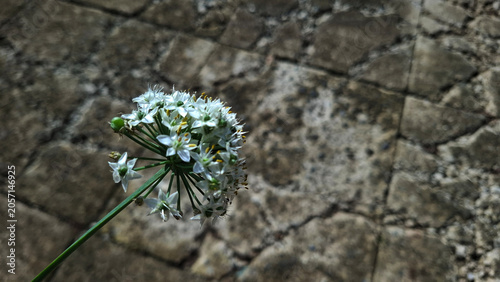 Obraz na płótnie Allium tuberosum, white flower on a dark background