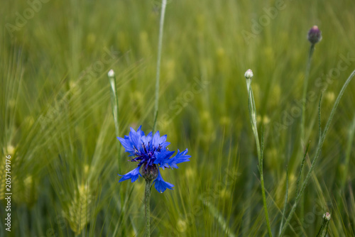These are cornflowers blooming in a green barley field.청보리밭에 피어있는 수레국화꽃입니다.