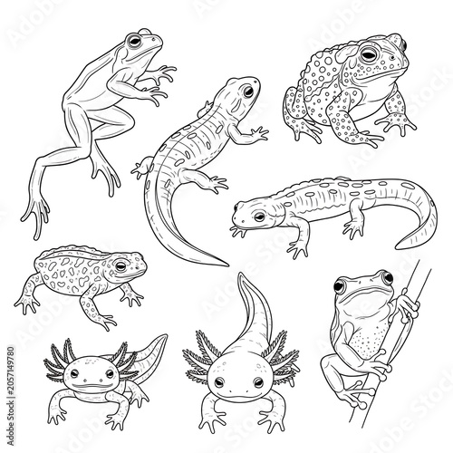 Line drawing collection of various animals and birds.
