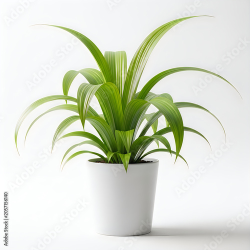Green palm plant in modern white pot