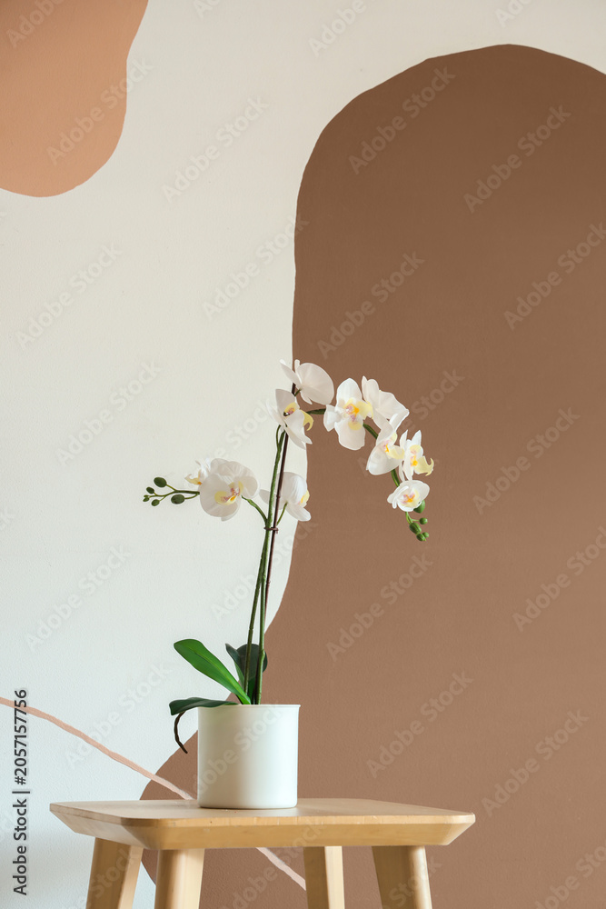 Fototapeta premium White phalaenopsis orchid plant in minimalist pot on wooden stool with abstract brown wall art, the background features a wall with abstract brown and beige shapes