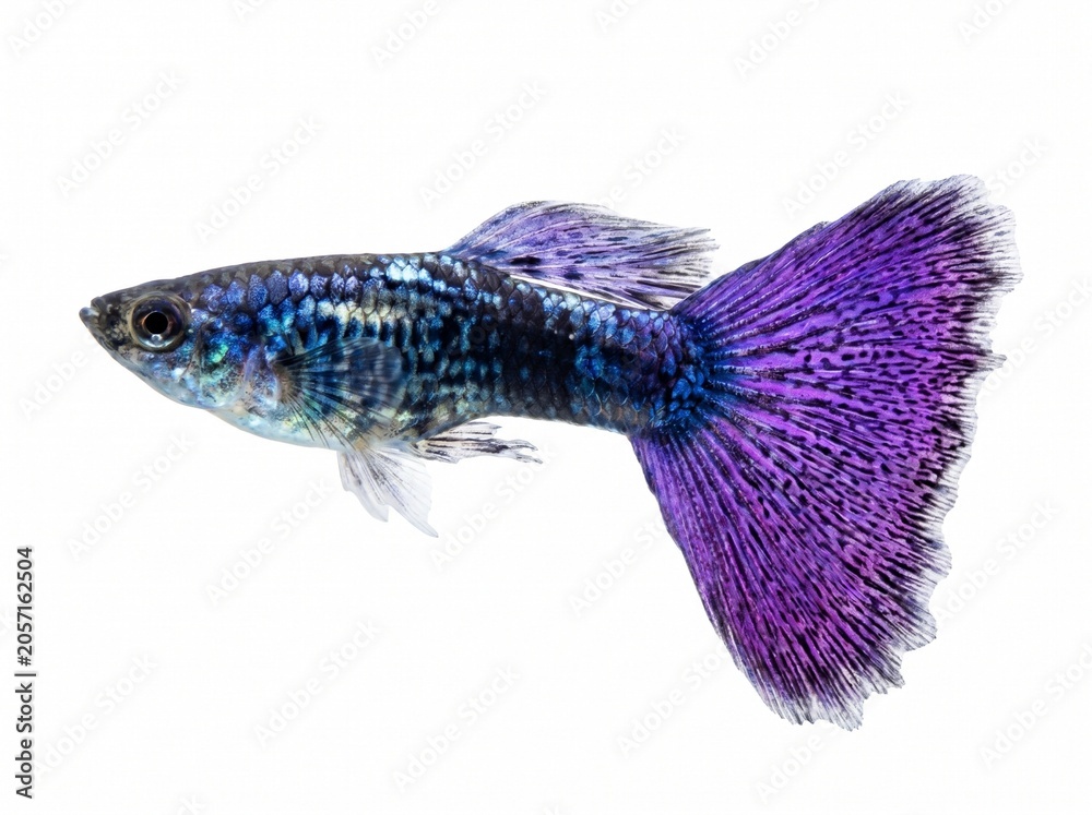 Fototapeta premium Blue and purple guppy fish isolated on white background. PNG formate with aquarium on white background. PNG formate