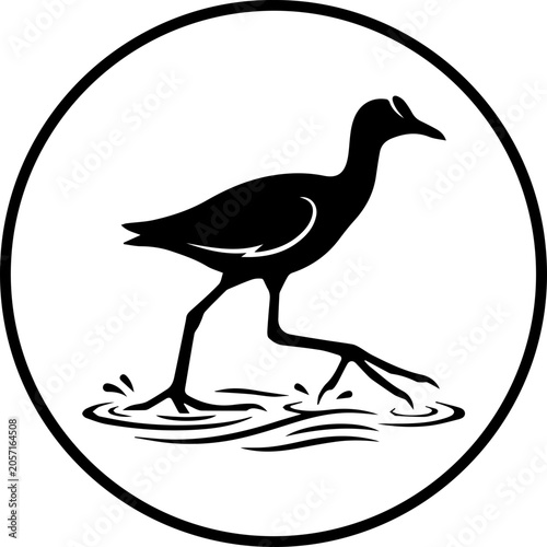 black jacana walking in the water