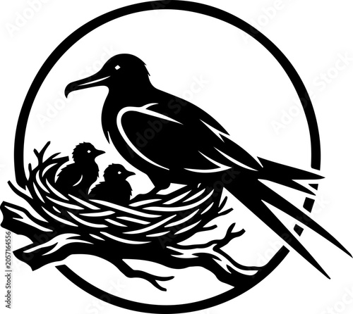 black frigate bird sit in the nest with babies