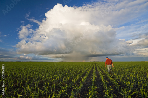 Φωτογραφία a farmer scouts a field of early growth feed/grain corn, sky containing a cumulo