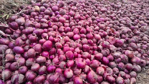 Rows of jute sacks stacked high for agricultural storage, onions removed, ready for market sale.