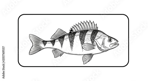 Black and White Illustration of a Perch Fish with Stripes, Isolated on White Background