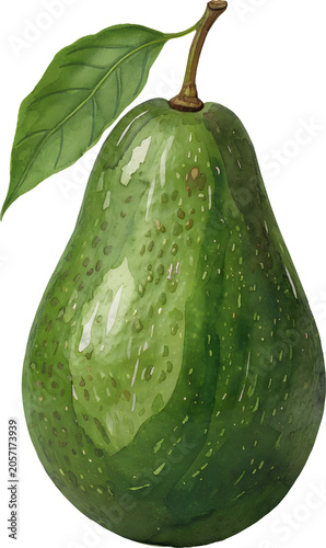 Avocado with leaves illustration
