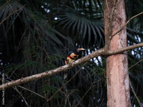 Aracari perched in dark tropical forest canopy