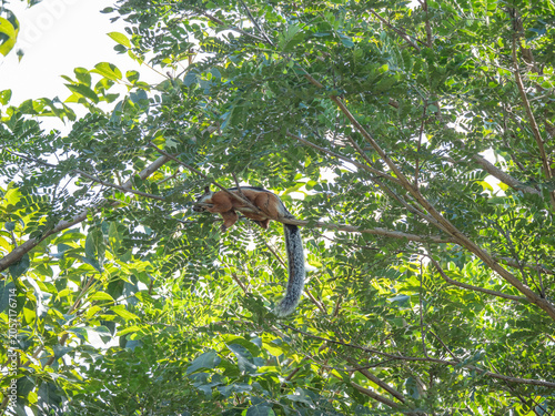 Long-tailed arboreal mammal resting in Costa Rica canopy