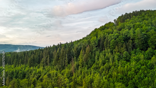 Close aerial of thick summer forest on a sloping ridge shows layers of pine and broadleaf trees stretching toward pale mountains under soft evening light highlighting healthy vibrant wilderness