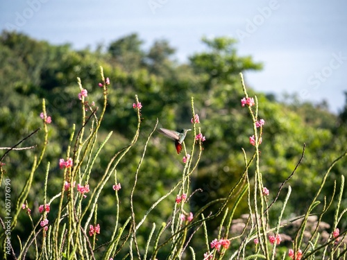 Εκτύπωση καμβά Distant hummingbird hovering among pink flowers