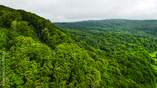 Tablou pe pânză Endless canopy blankets rolling hills under a soft sky