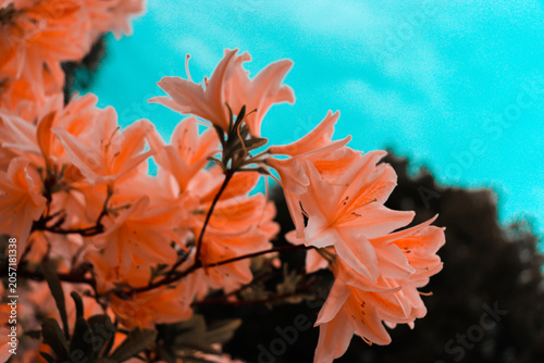 Delicate rhododendron flowers. Azalea. Gentle mood.