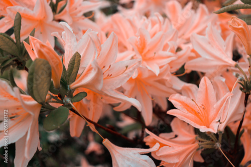 Delicate rhododendron flowers. Azalea. Gentle mood.