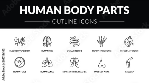Fotografie outline human body parts icons set - blood supply system, human ribs, human fetus, kneecap