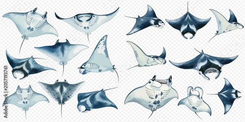 Foto Set of various manta rays and stingrays in different poses, showcasing their unique forms and underwater grace