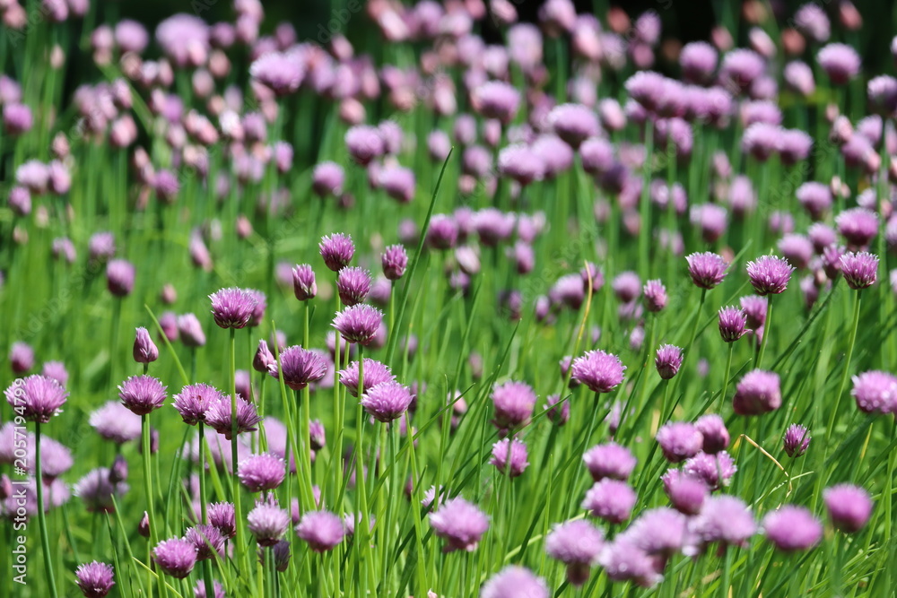 Obraz premium Masses of purple chive flowers in a garden