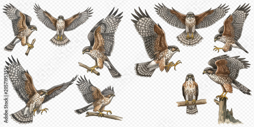 Canvastavla Collection of different illustrations of falcons in various poses, showcasing their majestic flight and predatory nature