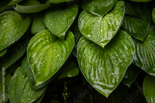 A cascade of glossy hosta leaves hangs over dark shade each leaf polished by rain and marked with fine veins the composition forming a natural curtain that feels lush cooling and restorative