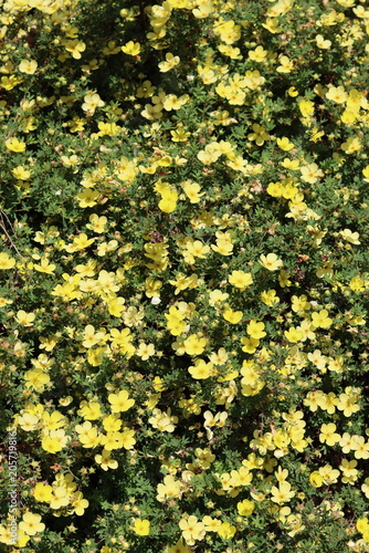 Bild auf Leinwand Yellow flowers on a potentilla shrub