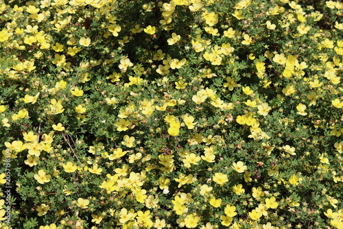 Bild auf Leinwand Yellow flowers on a potentilla shrub