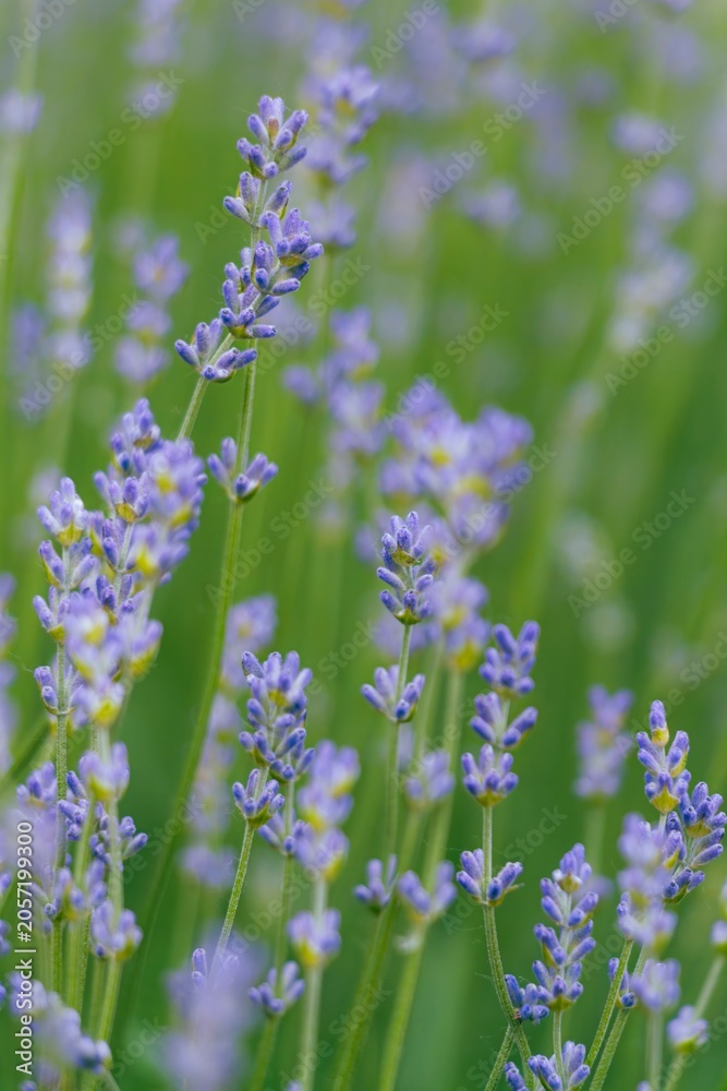 Obraz premium Fresh lavender flowers photographed against a dreamy green blur